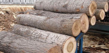 楊木原木采購(gòu)指南 價(jià)格行情、廠家資源與選購(gòu)要點(diǎn)